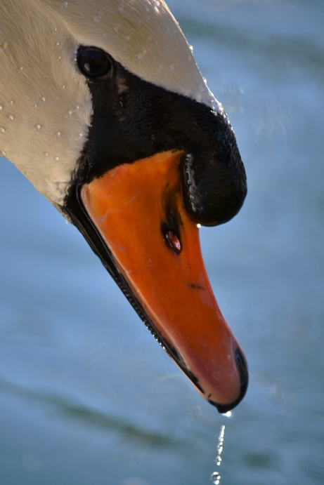 Cigno reale - Cygnus olor  &  Cigno nero - Cygnus atratus